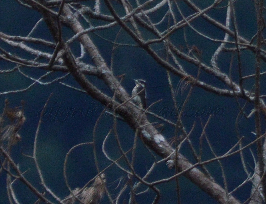 Hairy Woodpecker (South Mexican) - Orlando Jarquín