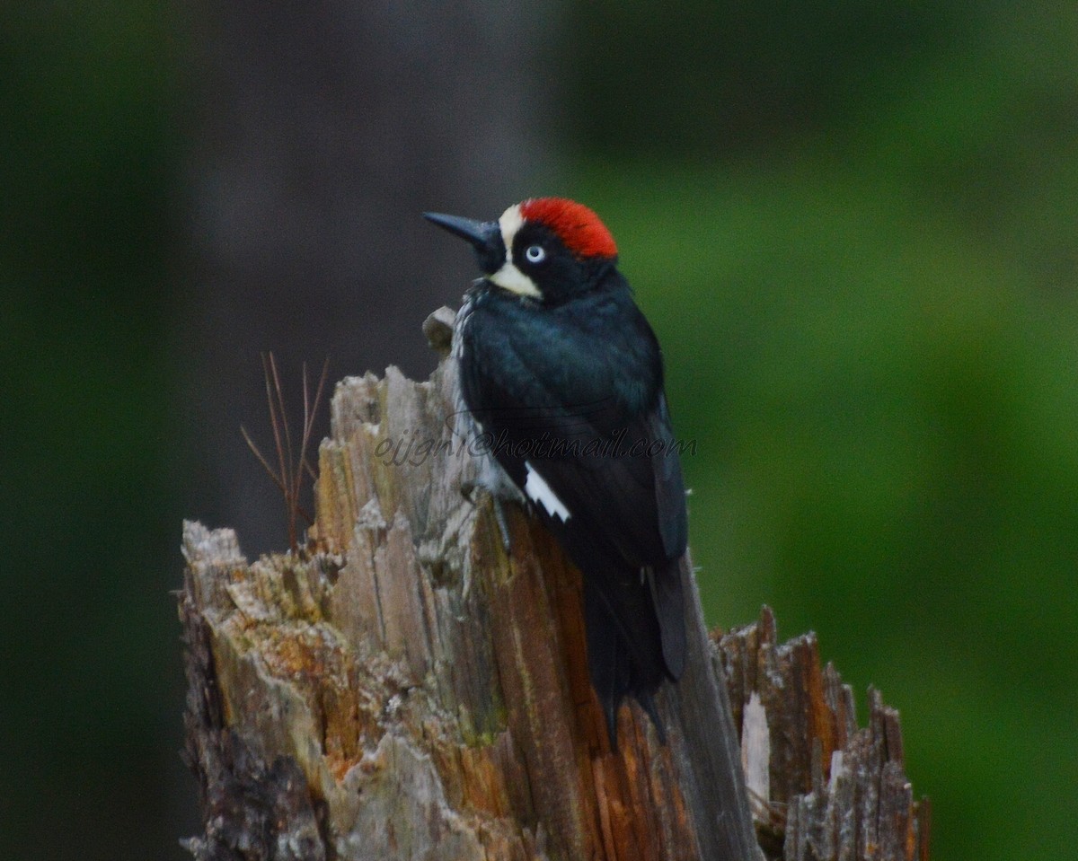 Acorn Woodpecker - Orlando Jarquín