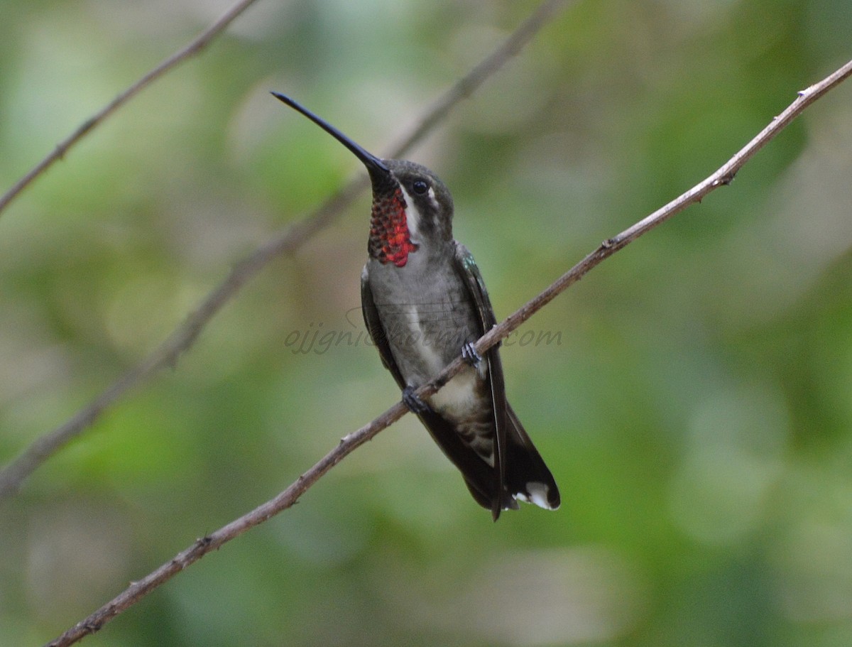 kolibřík achátový - ML205206371