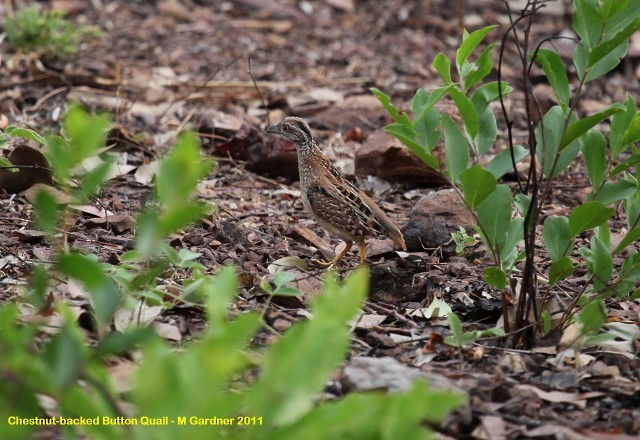Chestnut-backed Buttonquail - ML205206411