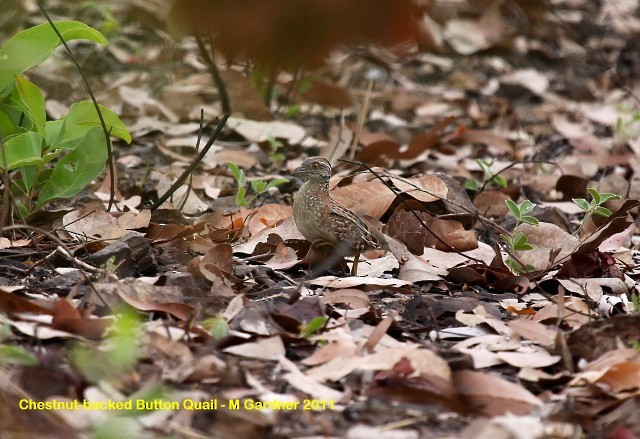 Chestnut-backed Buttonquail - ML205206421