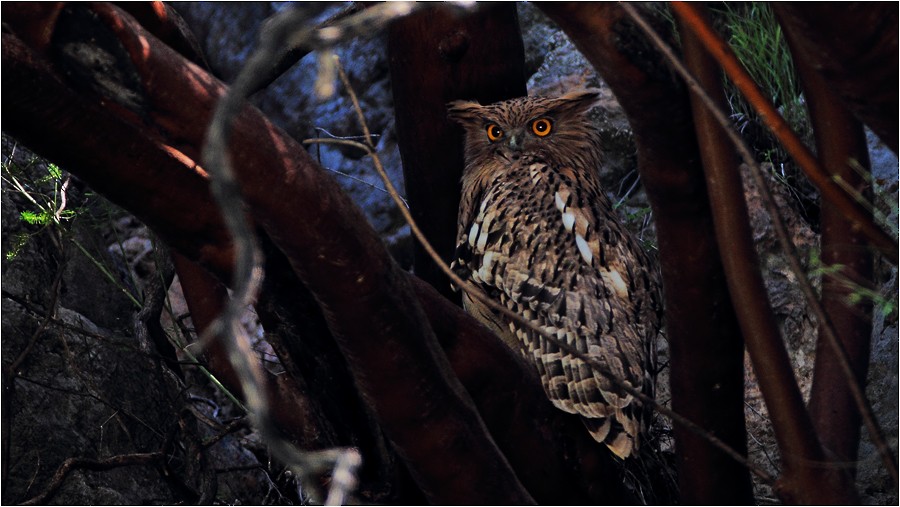 Brown Fish-Owl (Turkish) - ML205206661