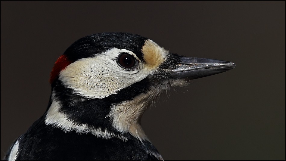 Great Spotted Woodpecker - Prof.Dr. Ahmet Karatash