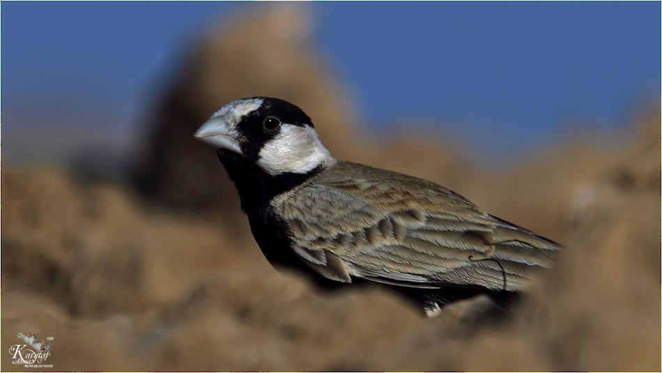 Black-crowned Sparrow-Lark - ML205206741