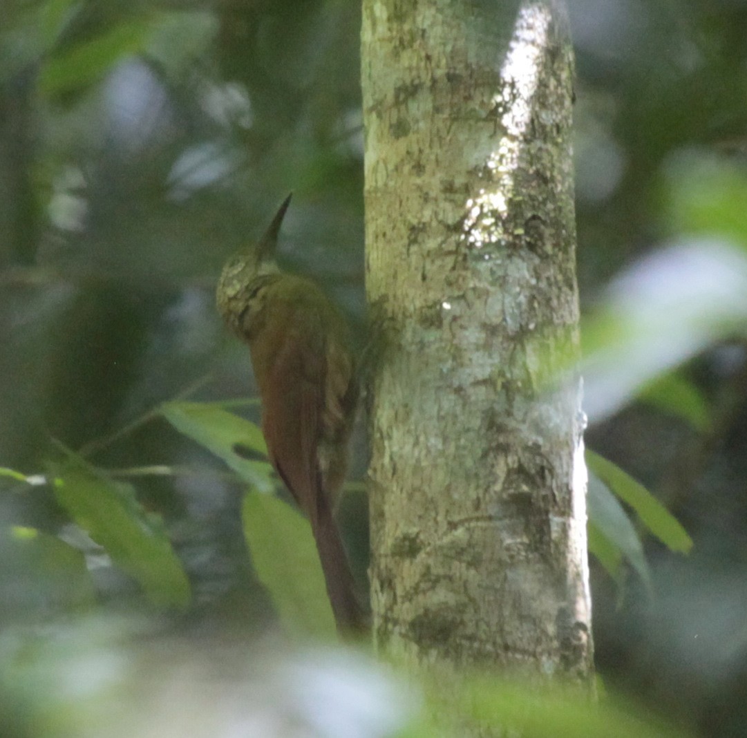Strong-billed Woodcreeper (Amazonian) - Carmelo López Abad