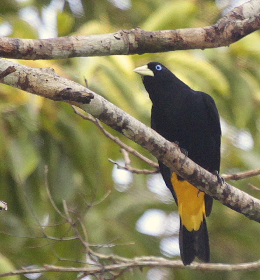 Yellow-rumped Cacique (Amazonian) - ML205206781