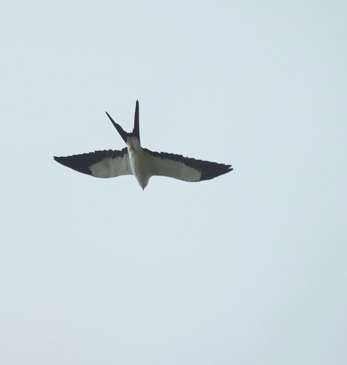 Swallow-tailed Kite - ML205206961