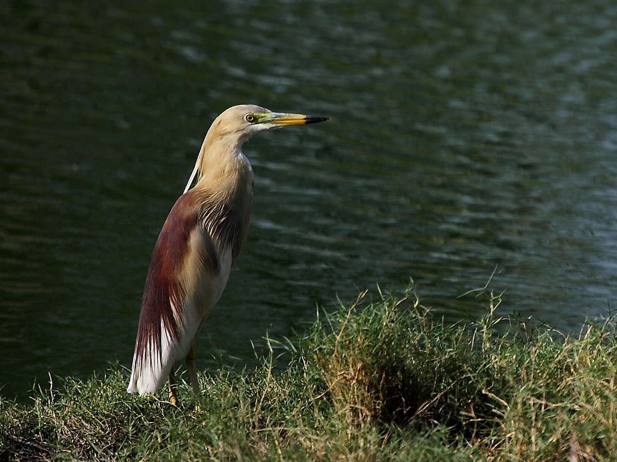Indian Pond-Heron - Carmelo López Abad