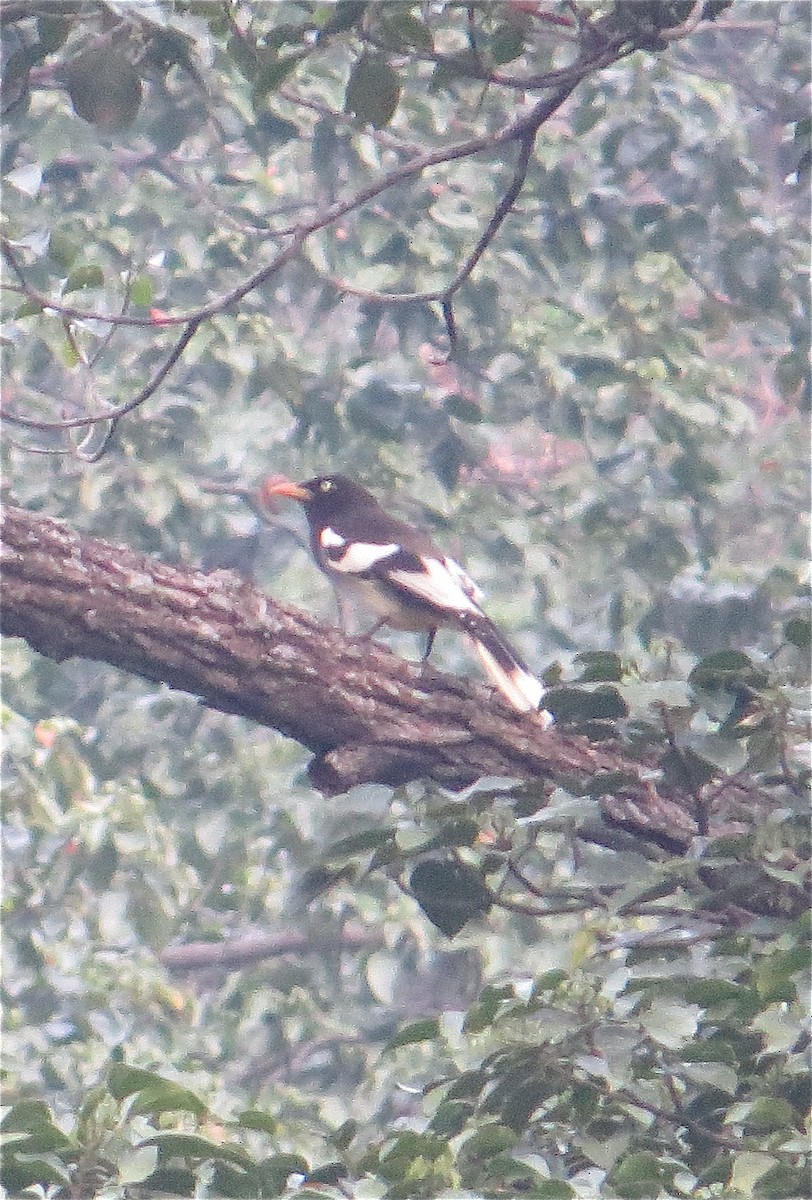 White-winged Magpie (Black-tailed) - ML205207331