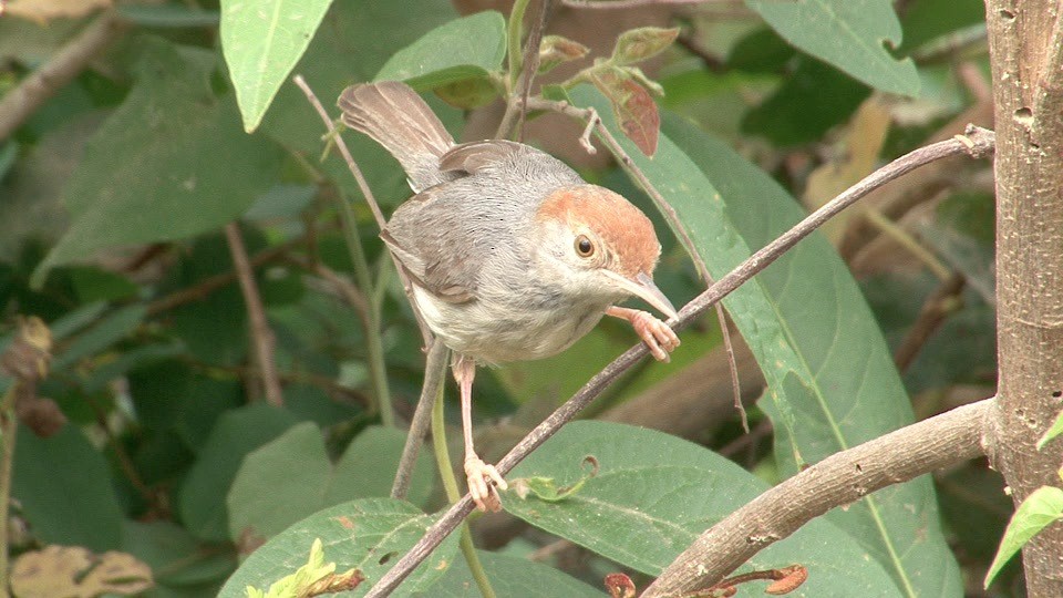 Cambodian Tailorbird - ML205207381