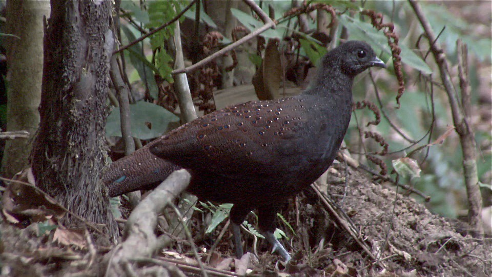 Mountain Peacock-Pheasant - Martin Kennewell