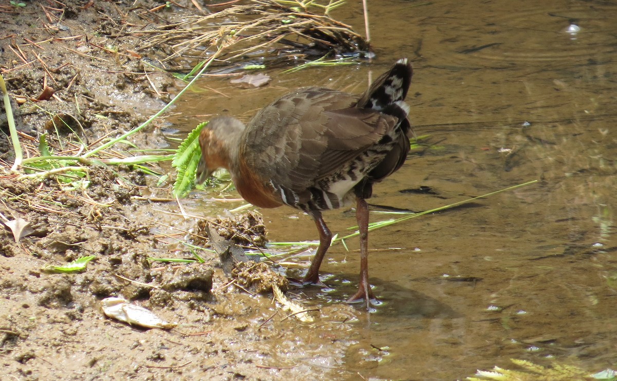 Band-bellied Crake - Martin Kennewell