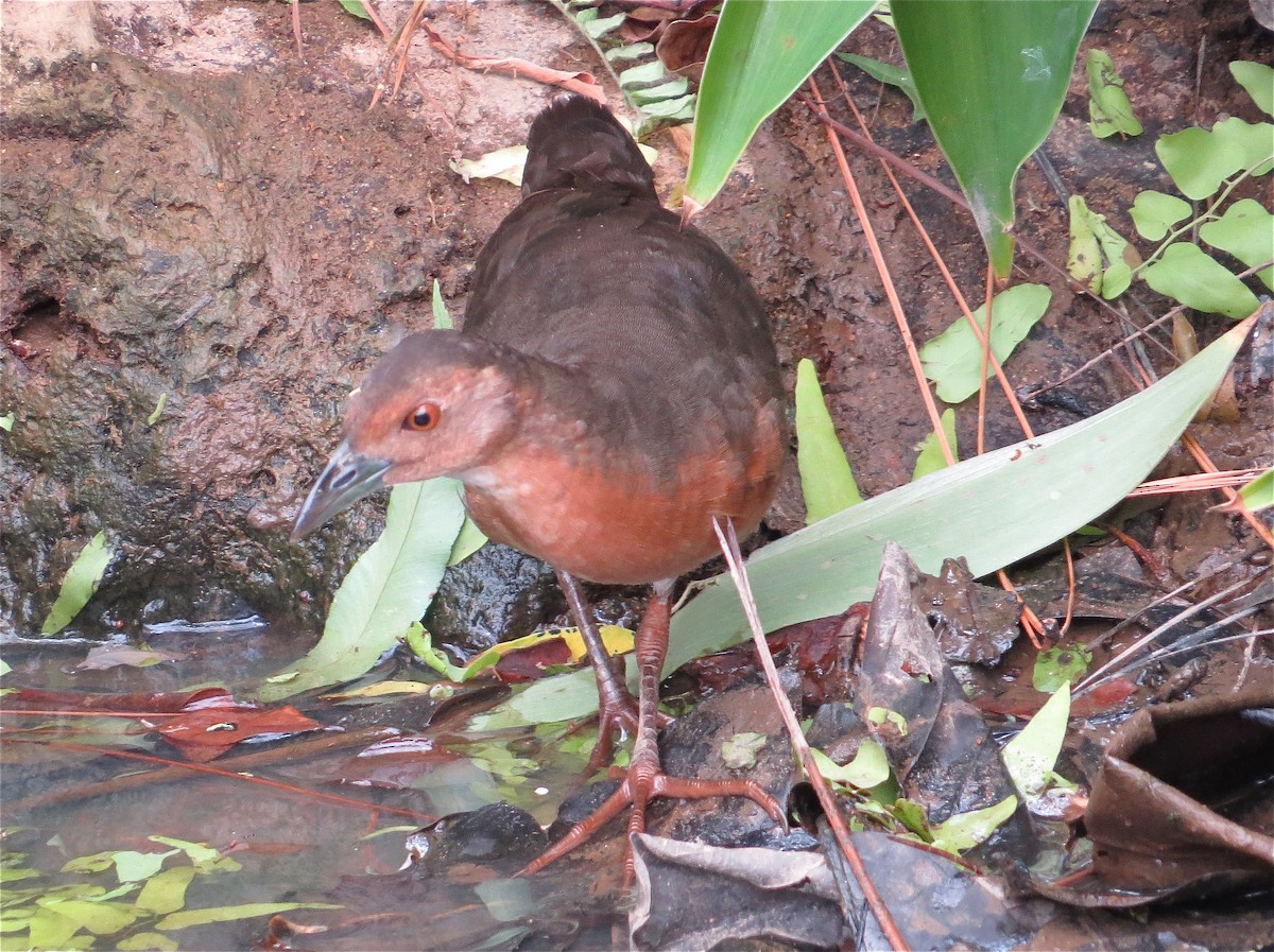 Band-bellied Crake - Martin Kennewell