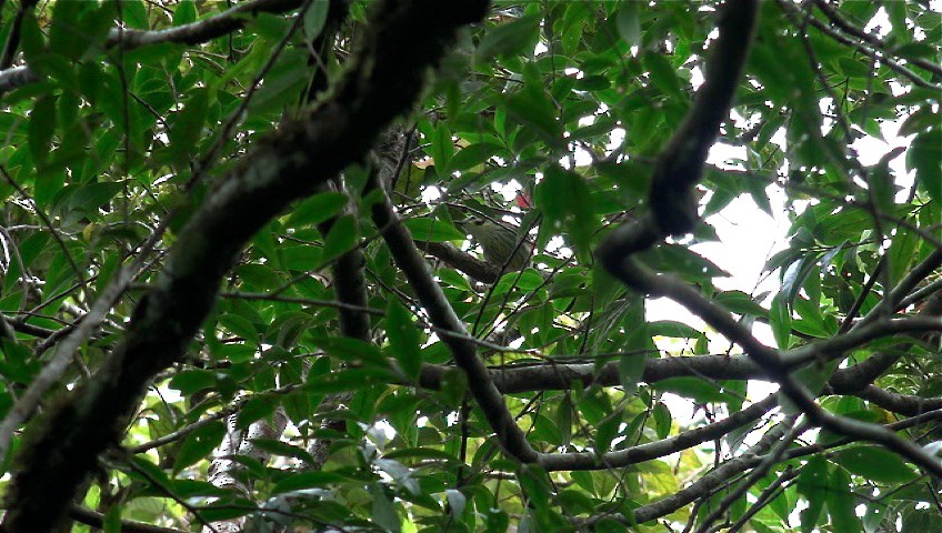 Negros-Streifenbrillenvogel - ML205207551