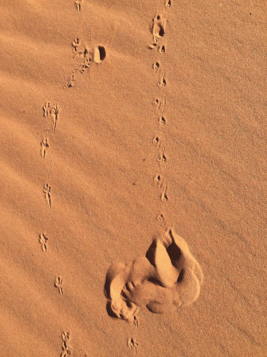 Dune Lark (Dune) - ML205207631