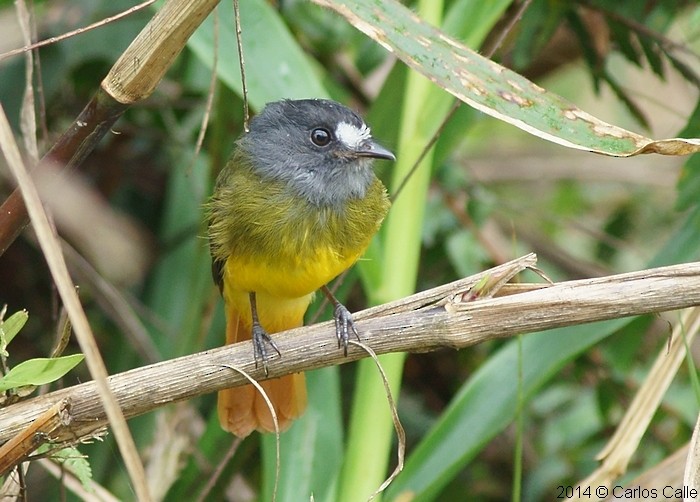 Ornate Flycatcher (Eastern) - Carlos Calle Quispe