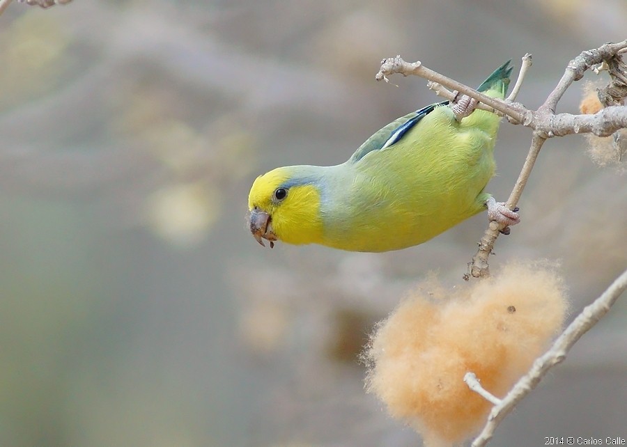 Yellow-faced Parrotlet - Carlos Calle Quispe
