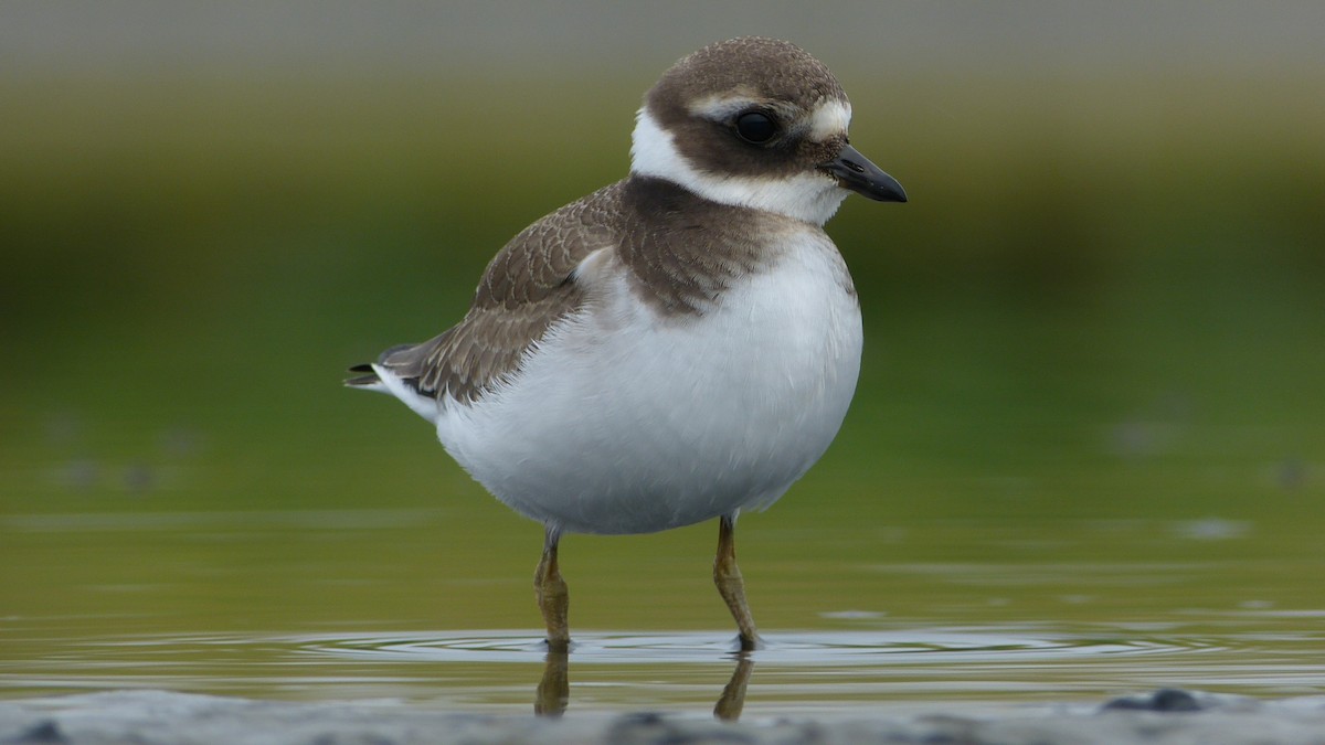 Common Ringed Plover - Mathieu Franzkeit