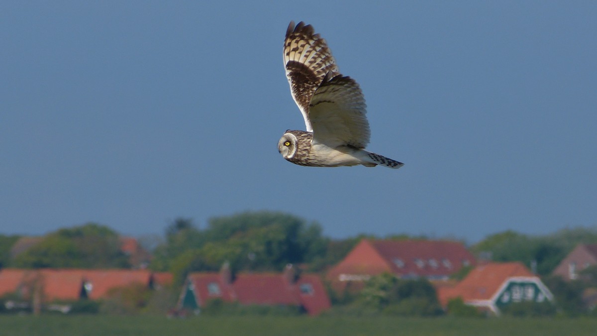 Short-eared Owl (Northern) - Mathieu Franzkeit