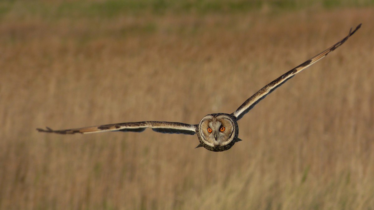 Long-eared Owl (Eurasian) - Mathieu Franzkeit