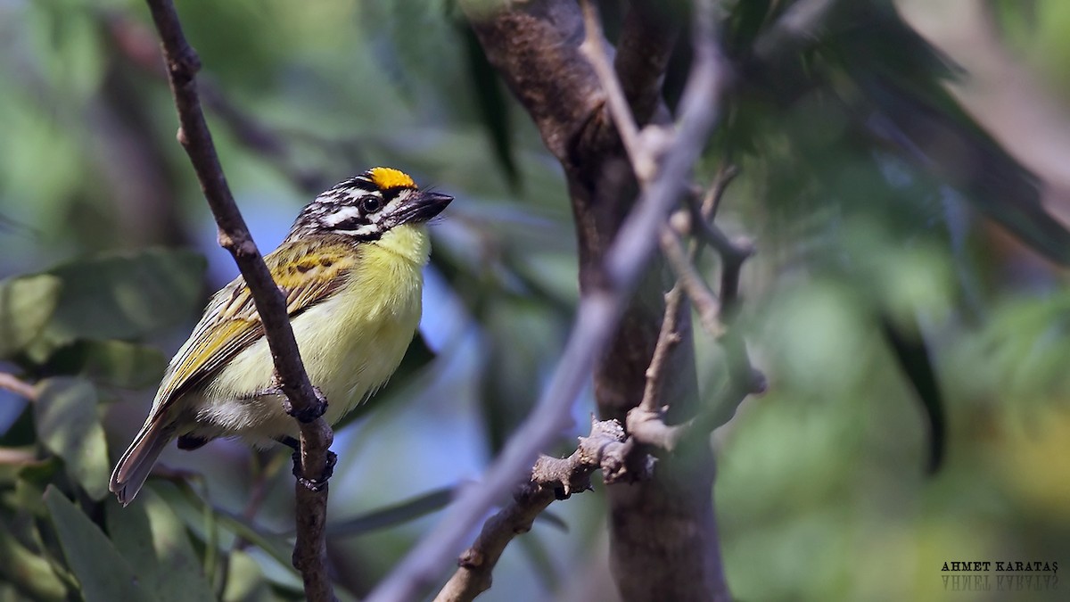 Yellow-fronted Tinkerbird - ML205208591