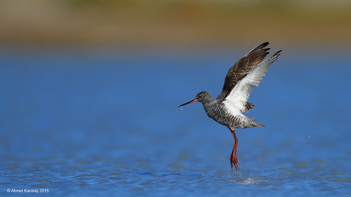 Spotted Redshank - ML205208861
