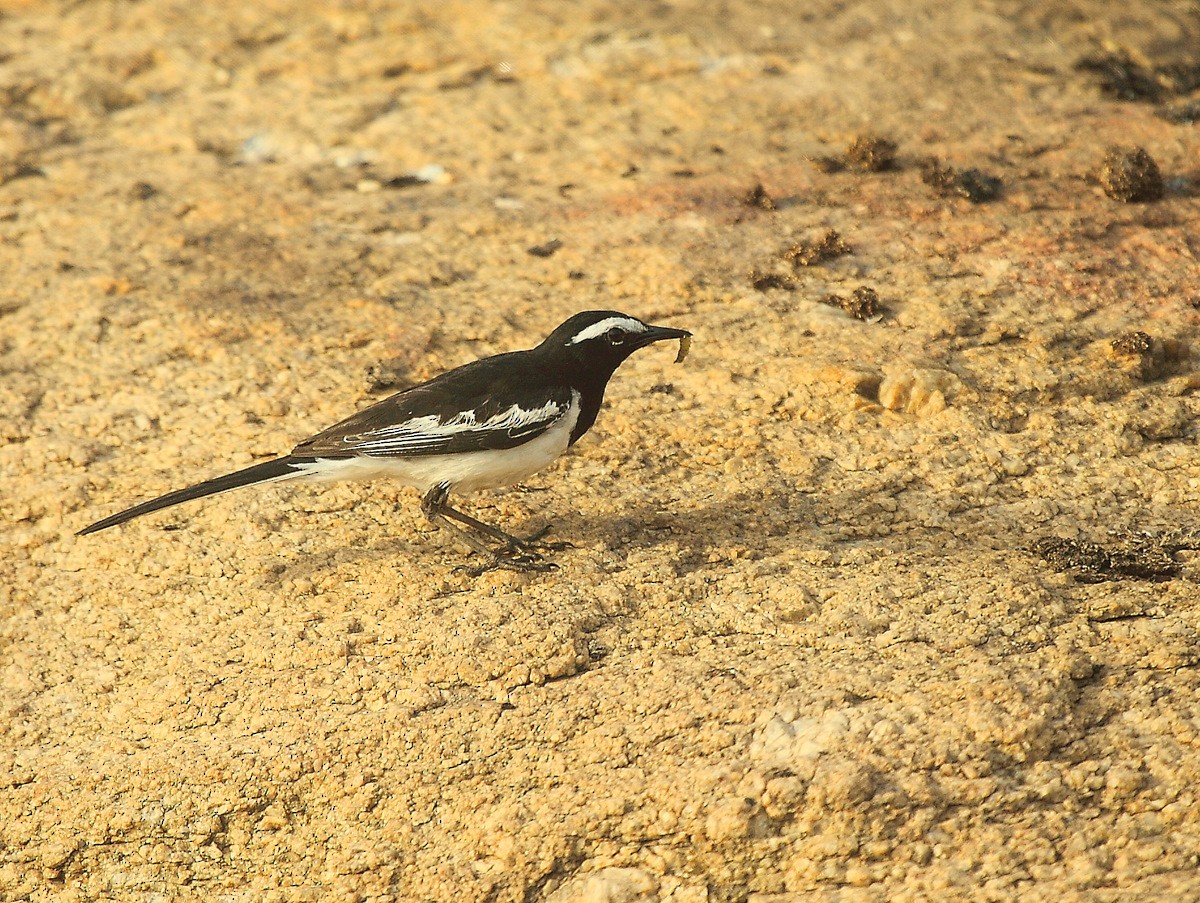 White-browed Wagtail - Carmelo López Abad