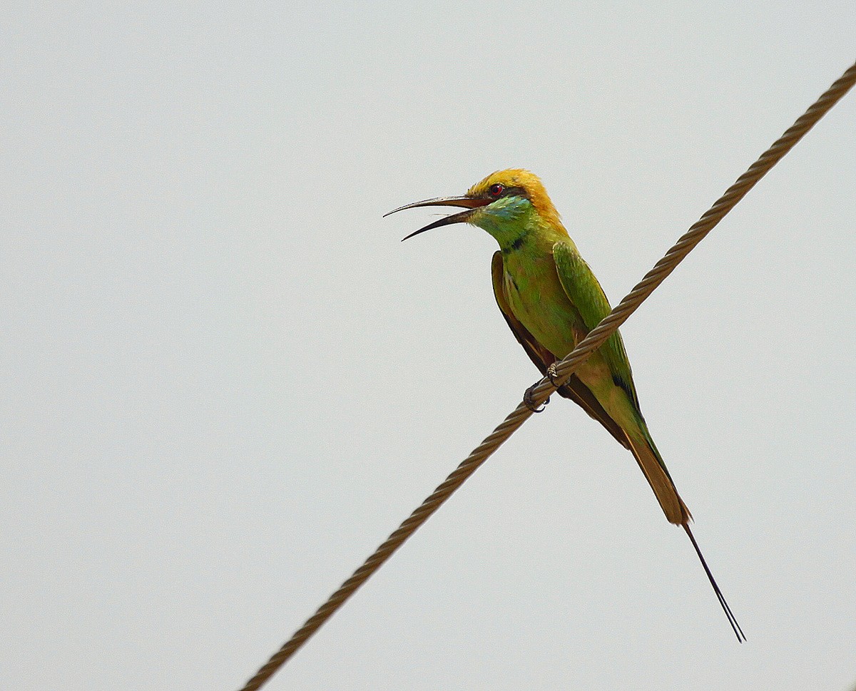 Asian Green Bee-eater - Carmelo López Abad