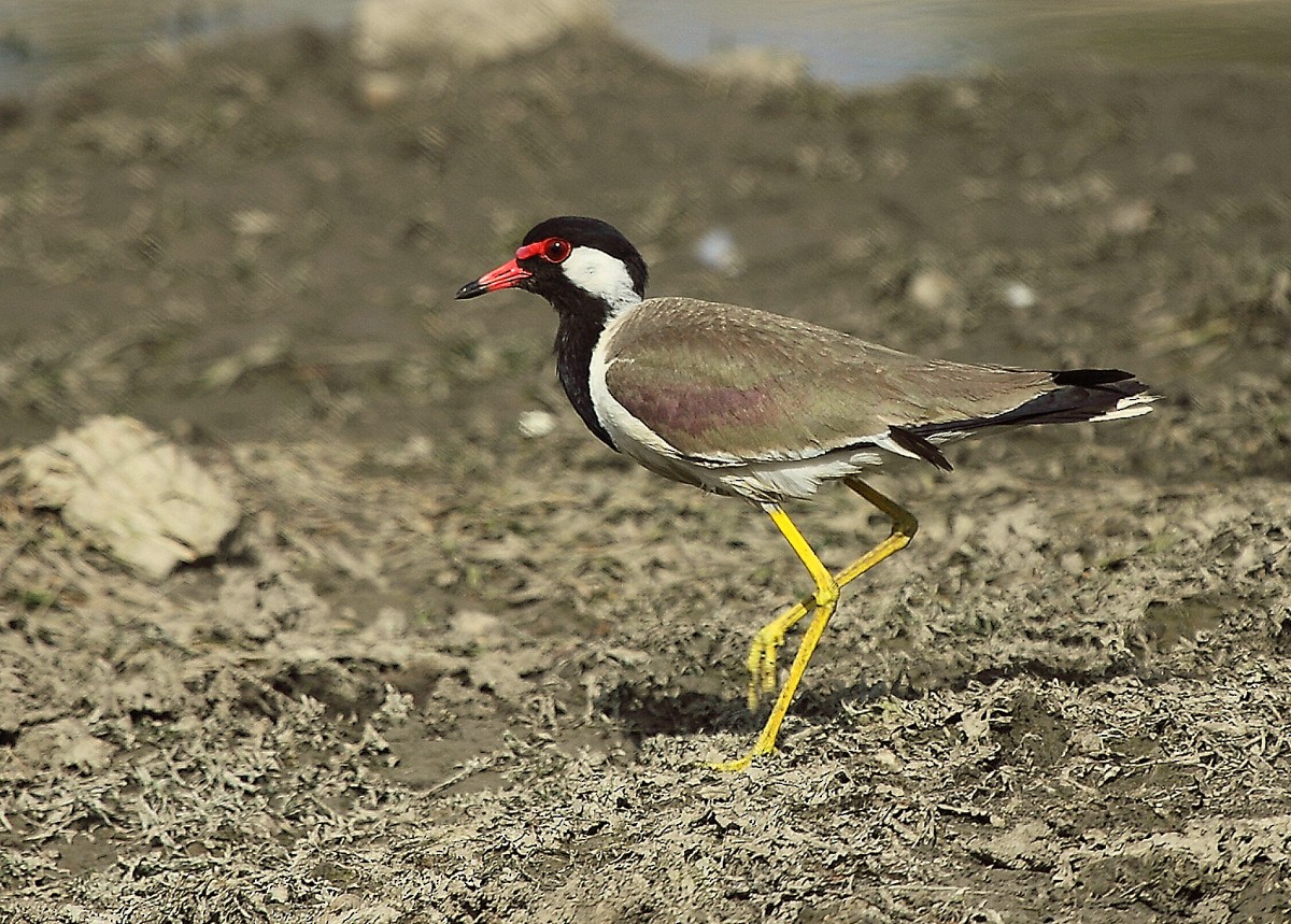 Red-wattled Lapwing - Carmelo López Abad