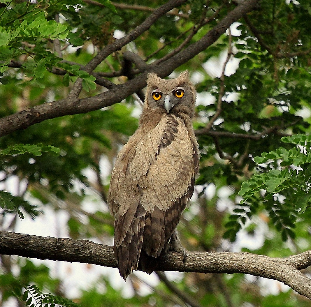 Dusky Eagle-Owl - ML205209321