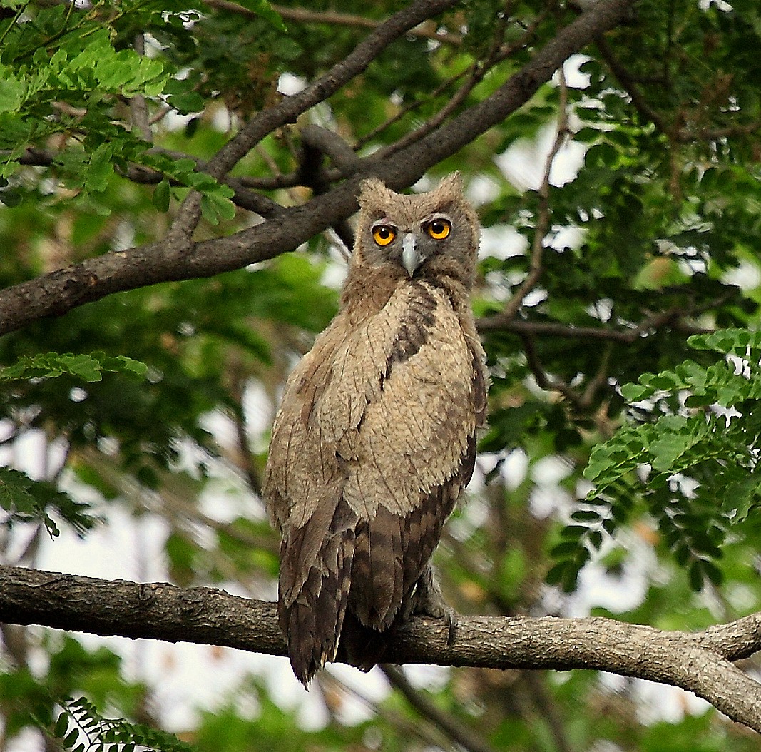 Dusky Eagle-Owl - Carmelo López Abad