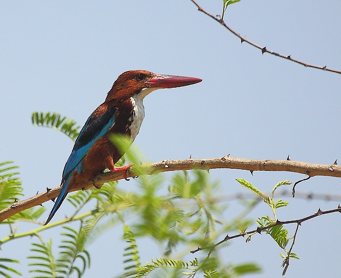 White-throated Kingfisher - Carmelo López Abad
