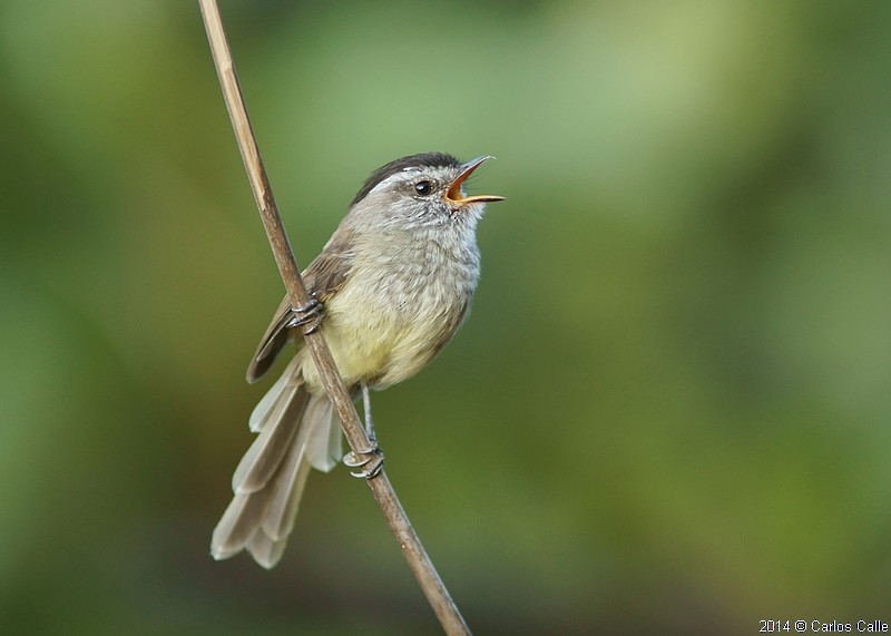 Unstreaked Tit-Tyrant - Carlos Calle Quispe