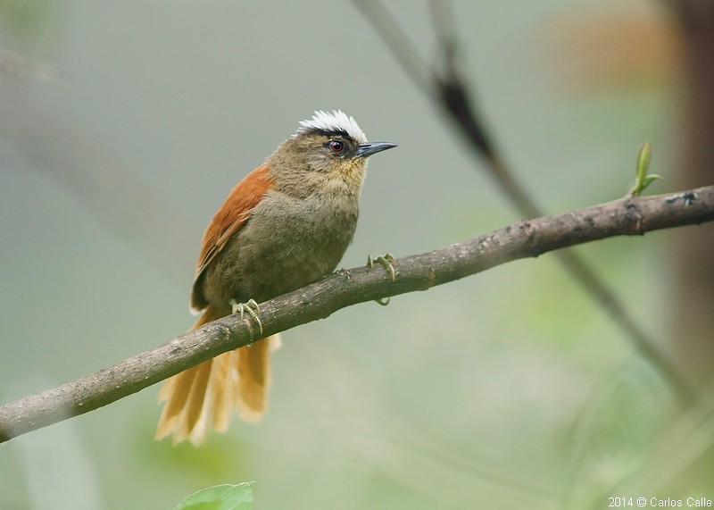 Marcapata Spinetail (Pale-crowned) - Carlos Calle Quispe