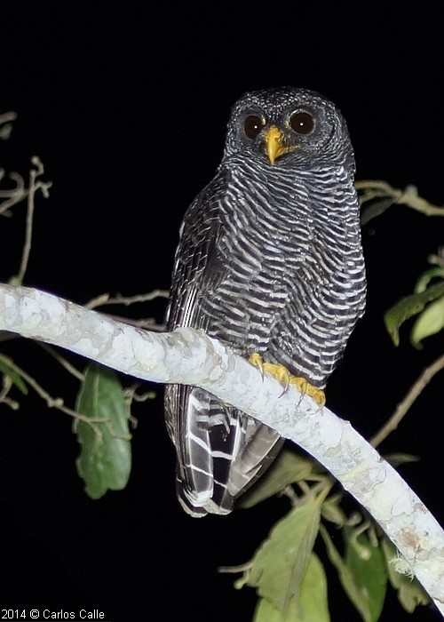 Black-banded Owl - ML205209601