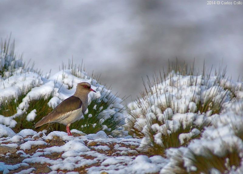 Andean Lapwing - ML205209661