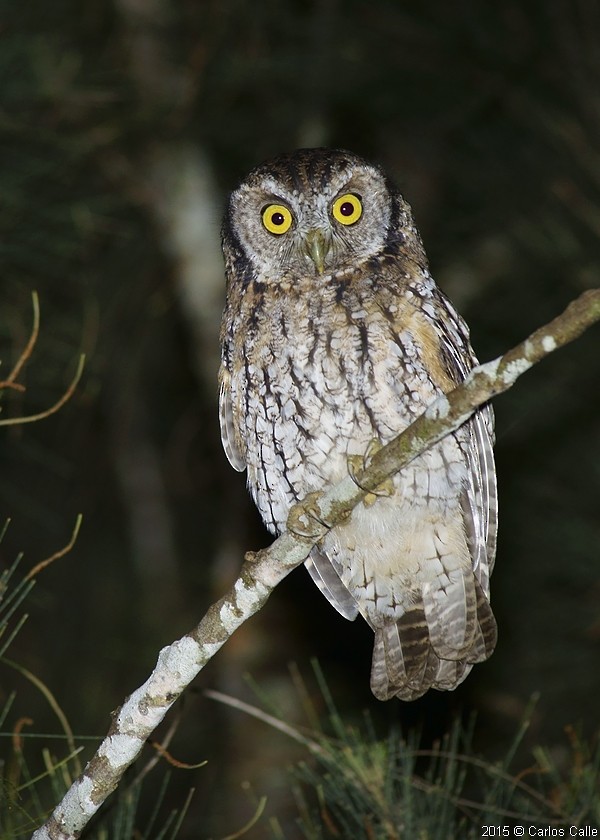 Koepcke's Screech-Owl (Koepcke's) - ML205209671