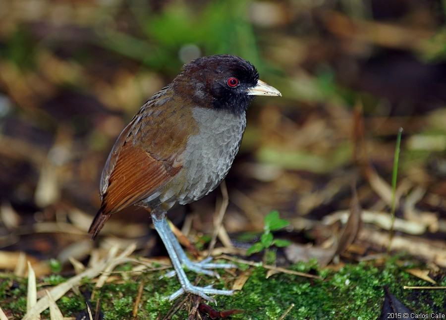 Pale-billed Antpitta - Carlos Calle Quispe