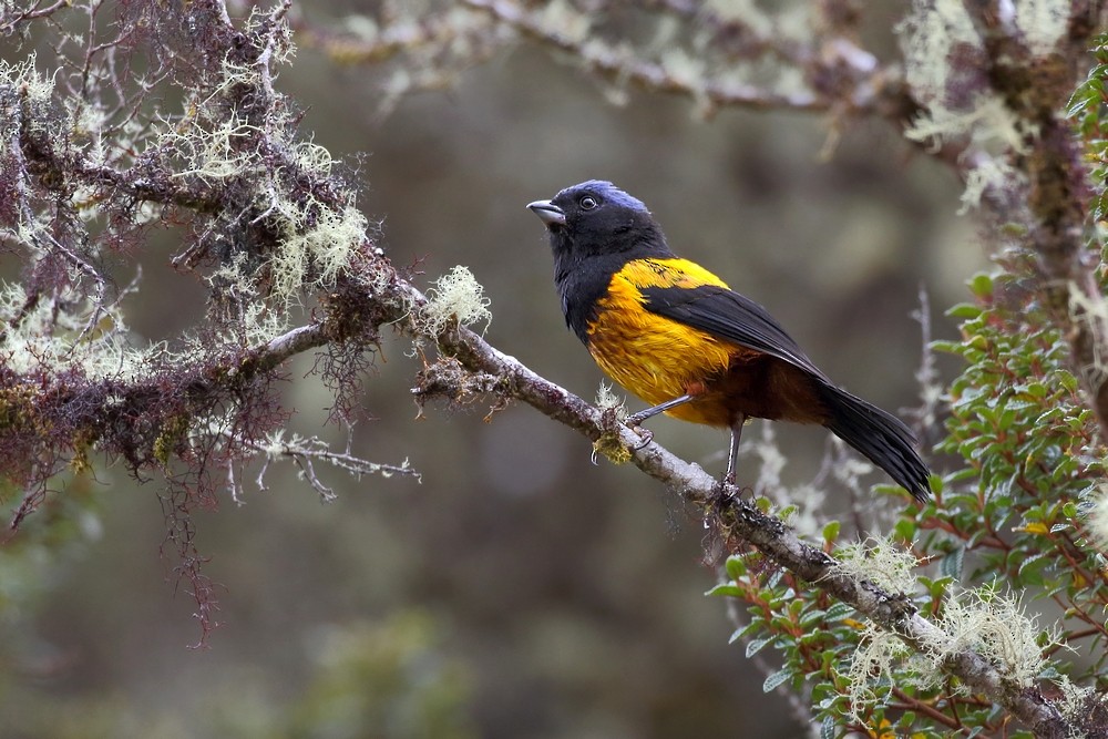 Golden-backed Mountain Tanager - Carlos Calle Quispe