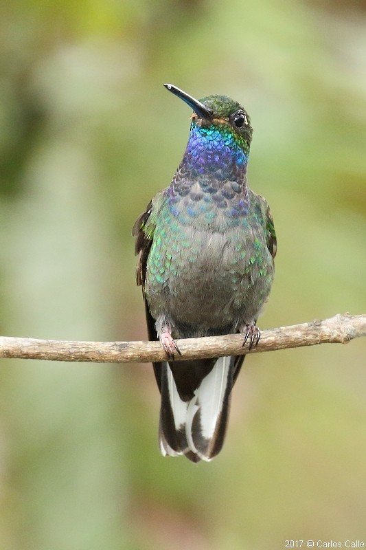 kolibřík zelenohřbetý - ML205209731