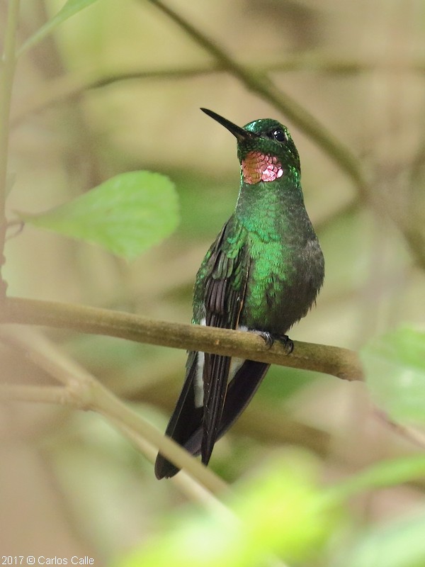 Pink-throated Brilliant - ML205209741