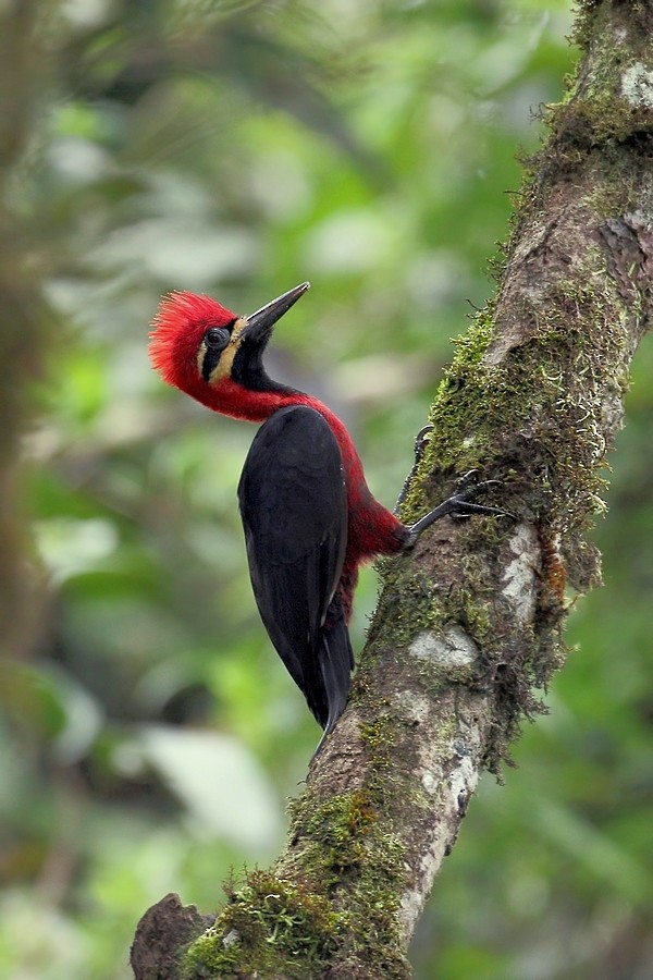 Crimson-bellied Woodpecker (Crimson-bellied) - ML205209781