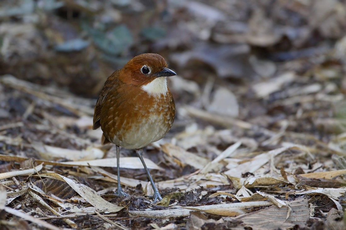 Red-and-white Antpitta - Carlos Calle Quispe