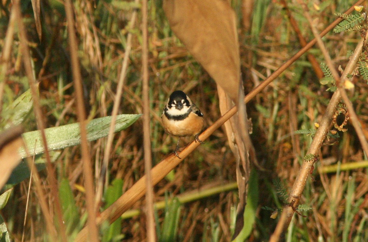 Rusty-collared Seedeater - ML205210181