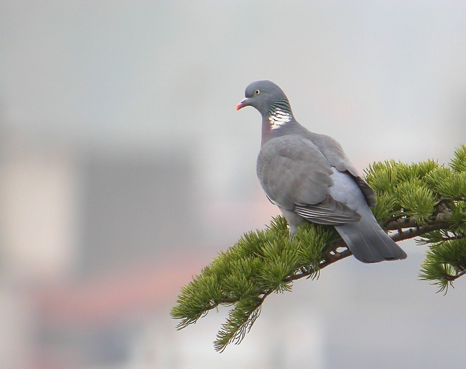 Common Wood-Pigeon - Aleix Comas