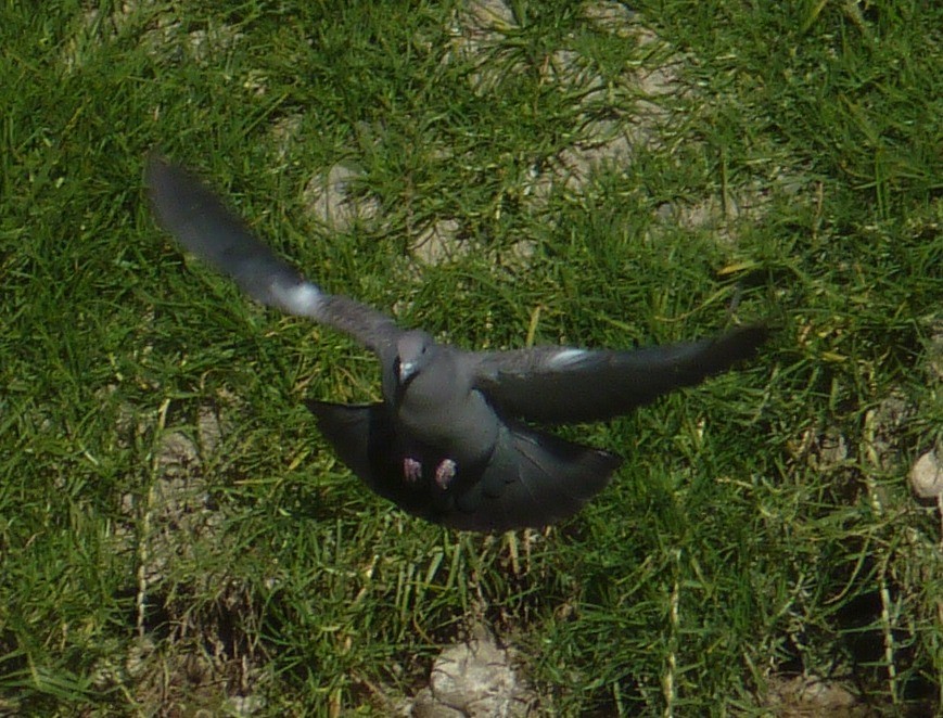 holub skvrnokřídlý (ssp. albipennis) - ML205210721
