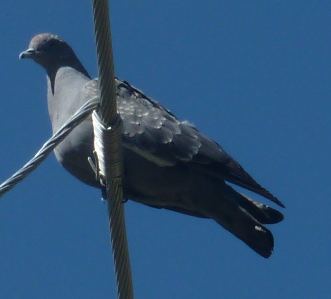 Пятнистый голубь (albipennis) - ML205210741