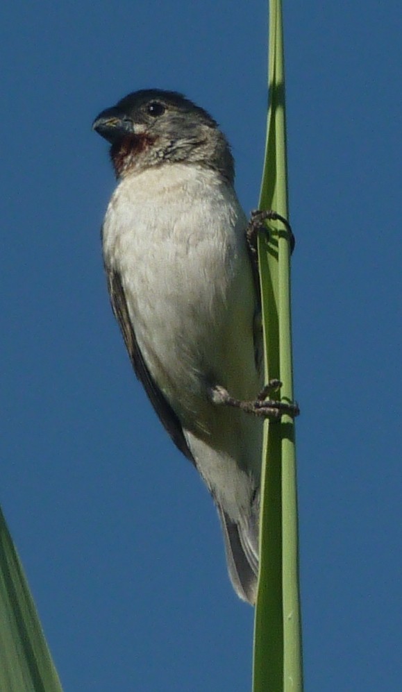 Chestnut-throated Seedeater - ML205210801