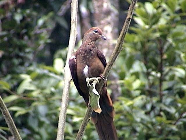 Brown Cuckoo-Dove - ML205211081