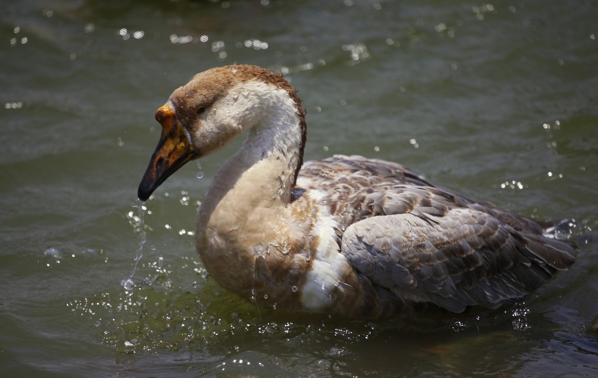 Swan Goose (Domestic type) - Carmelo López Abad